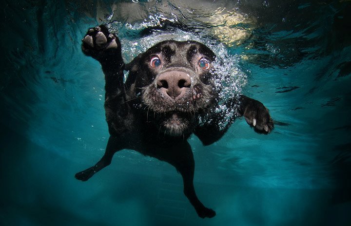 Les chiens et la baignade
